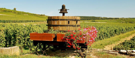 Visiter Nuits-Saint-Georges